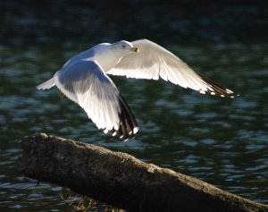 Ring-Billed Gull Takeoff