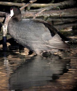 American Coot