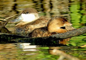 Pied-billed Grebe, Ruddy Duck