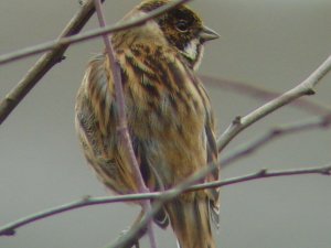 Reed Bunting