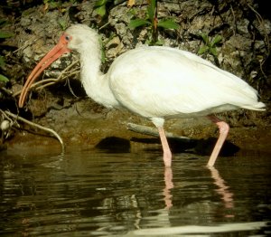 White Ibis