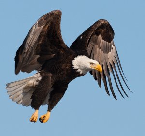 Bald Eagle