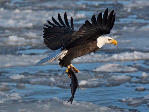 Bald Eagle