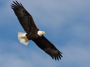 Bald Eagle