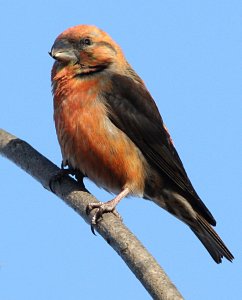 Common Crossbill