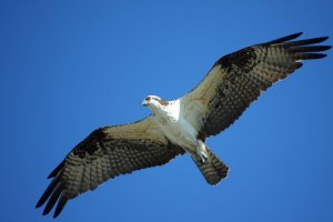 osprey