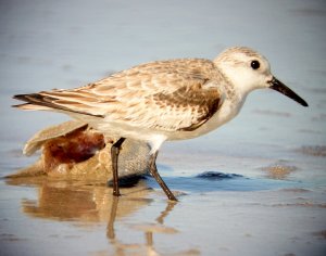 Sanderling