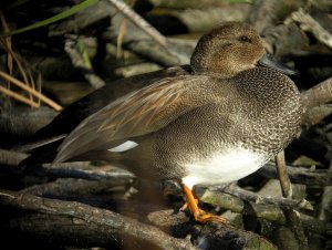 Gadwall