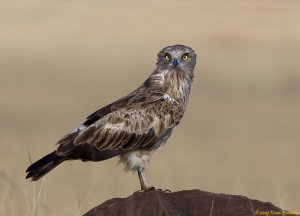 Short Toed Snake Eagle