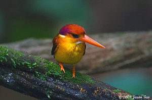 Rufous Backed Kingfisher