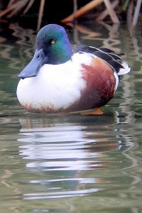 Northern Shoveler