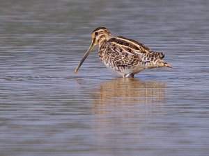 Common Snipe