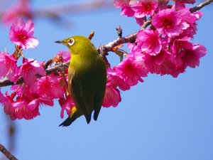 Japanese White Eye