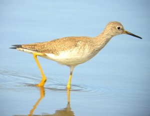 Greater Yellowlegs