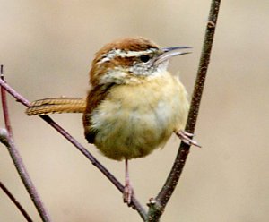 Carolina Wren