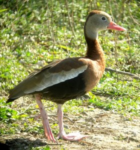 Black-bellied Whistling-Duck