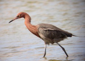 Reddish Egret