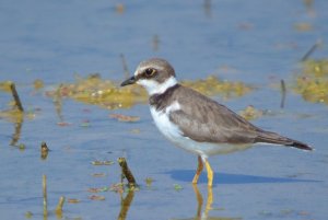 Little Ringed Plover