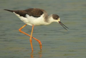 Black-winged Stilt