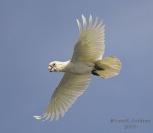 Little Corella