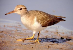 Spotted Sandpiper