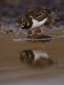 Turnstone