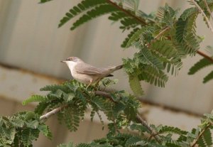 Menetries's Warbler