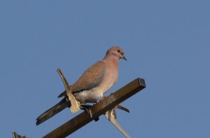 Laughing Dove