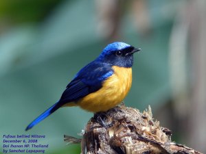 Rufous Bellied Niltava