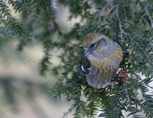 White-winged Crossbill