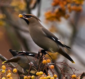 waxwings