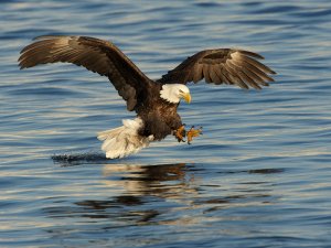 Bald Eagle with Talons out