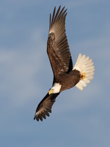 Diving Bald Eagle