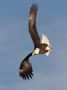 Banking Bald Eagle