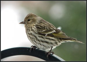 Pine siskin