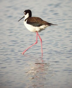 Black-necked Stilt