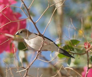 Indian Silverbill