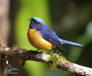 Rufous-bellied Niltava(male)