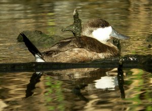 Ruddy Duck