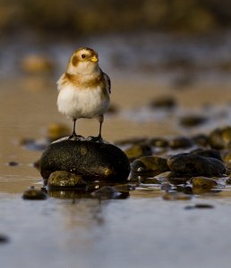 Snow bunting on pebble