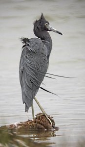 Little Blue Heron