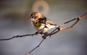 Yellow-rumped Warbler