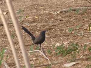 Black Bush Robin