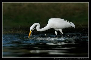 Great Egret - Fishing