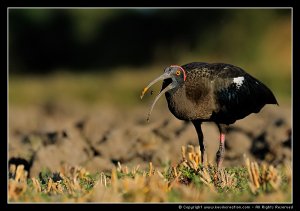 Black Ibis - Feeding