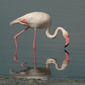 Greater Flamingo