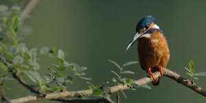 Common Kingfisher