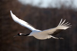 Japanese Crane (Grus japonensis)