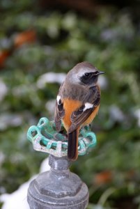 Male Daurian Redstart