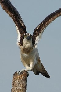 Osprey